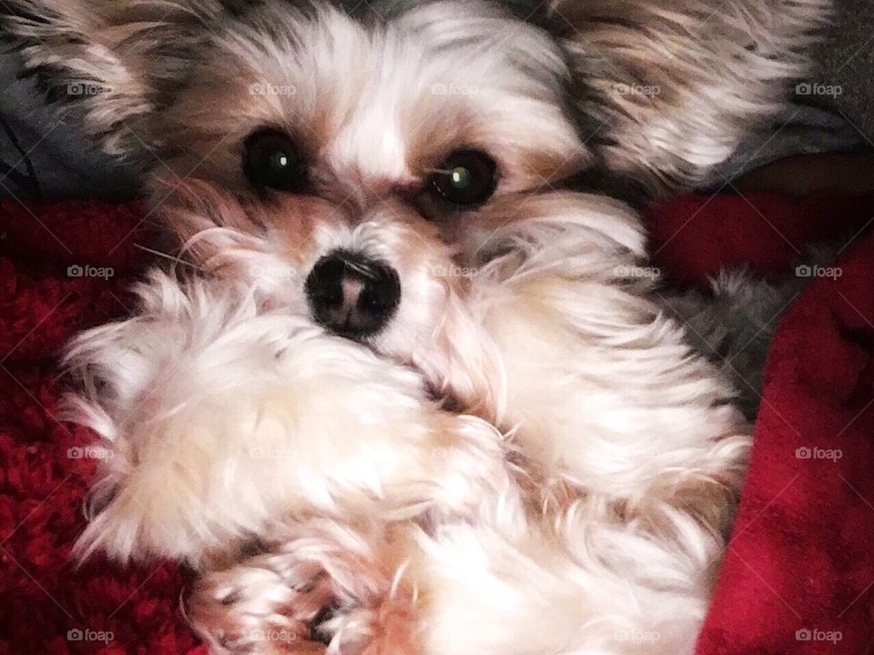 Sophie the Morkie Pup snuggling on the couch with her red blanket, making love to the camera. 