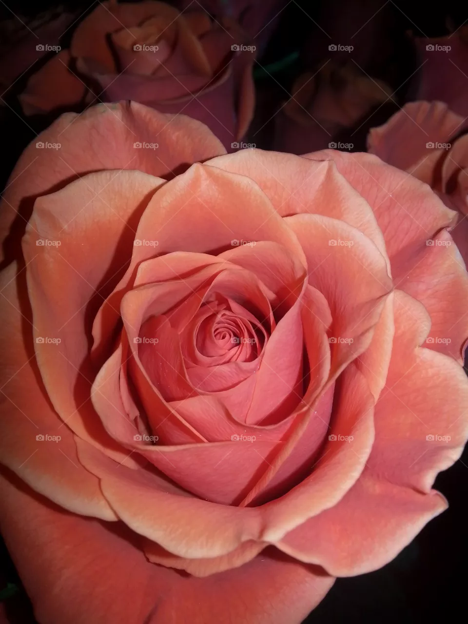 rose