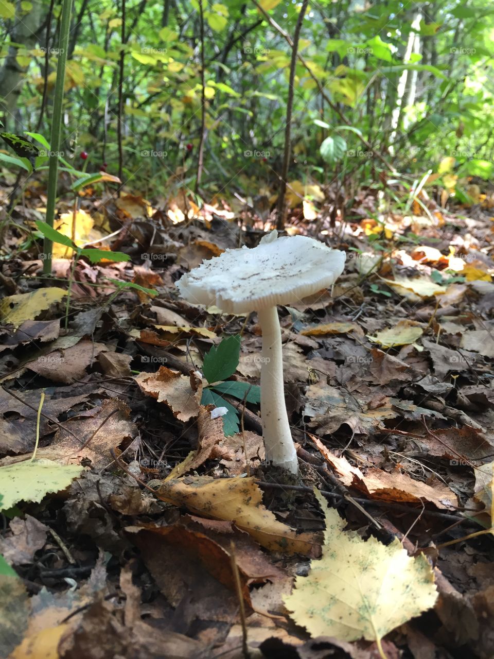 Mushroom fungi