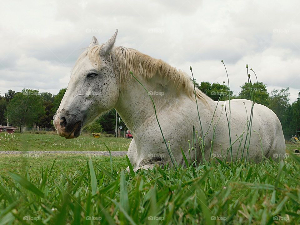 White horse