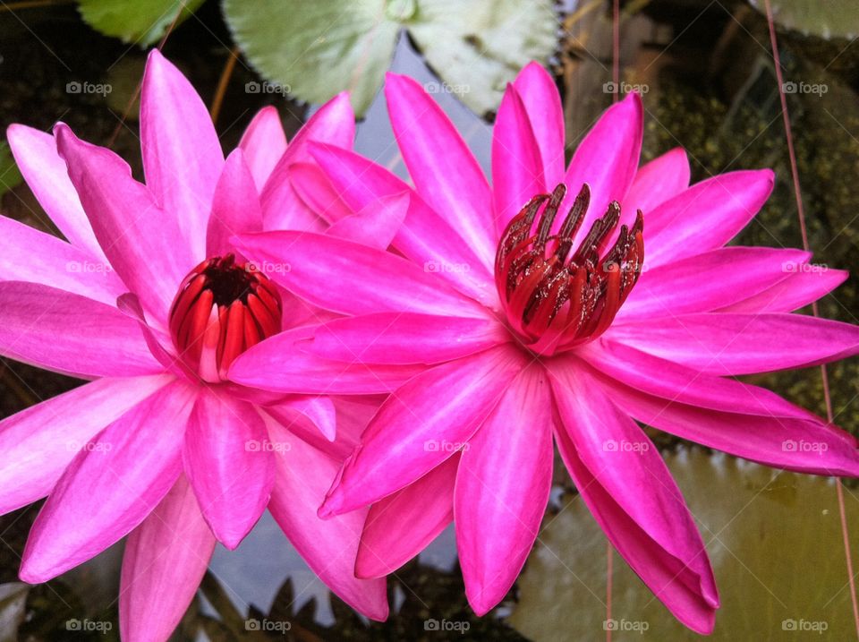 Vibrant nature. beautiful water lilies growing in my pond
