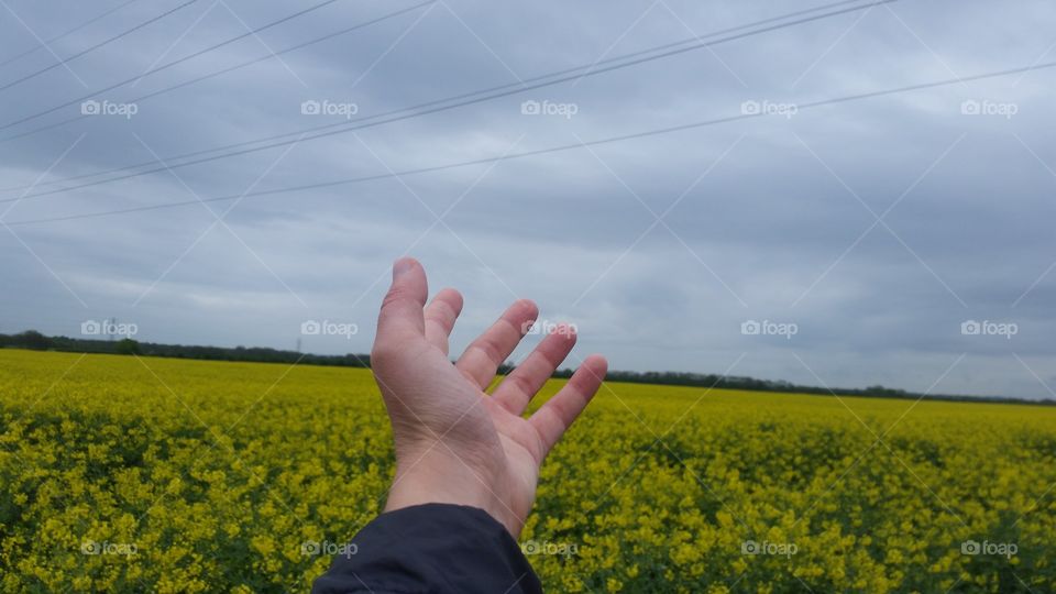 field of gold spring blossoms a hand ✋