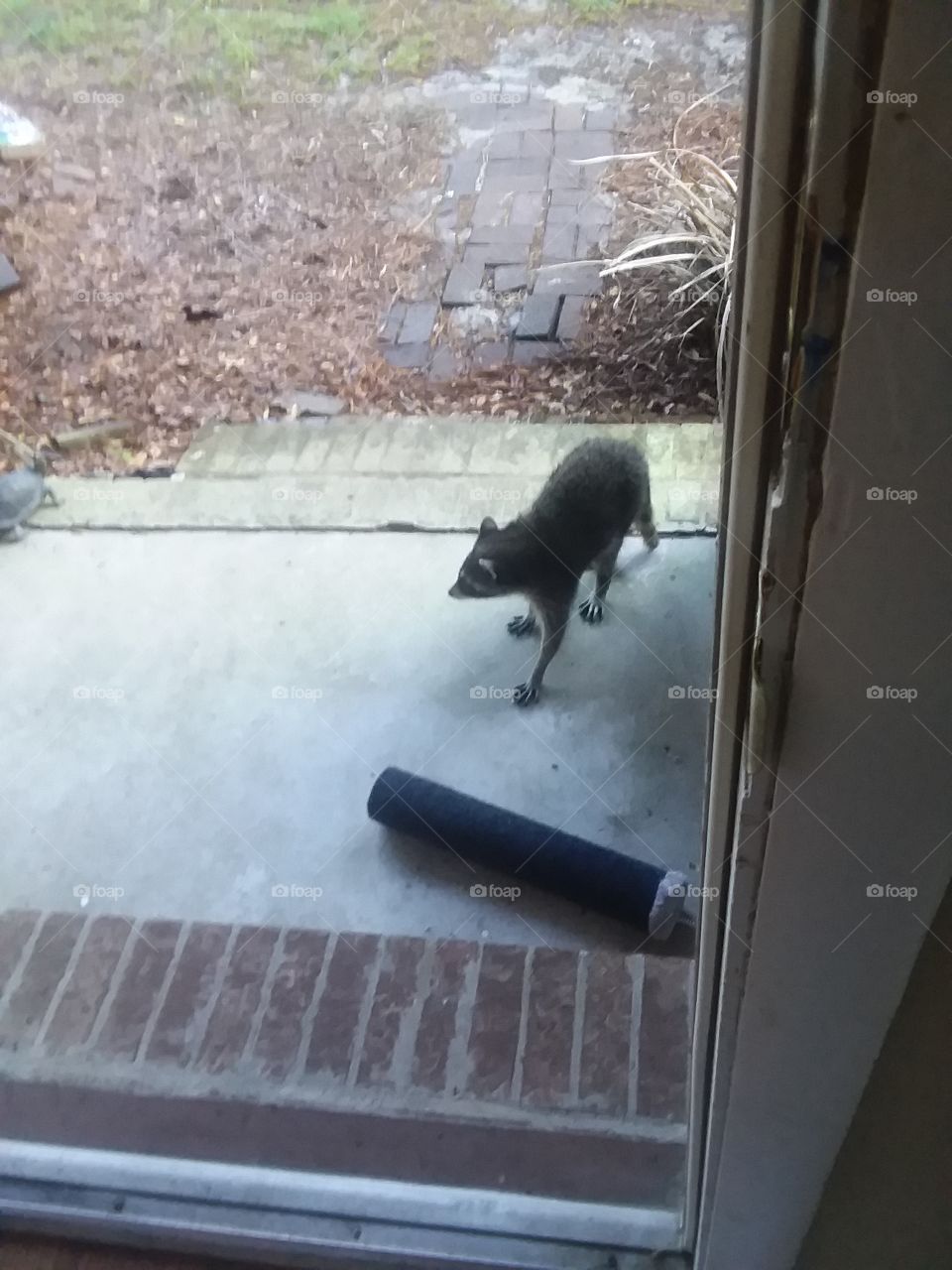 racoon on my porch at 7am