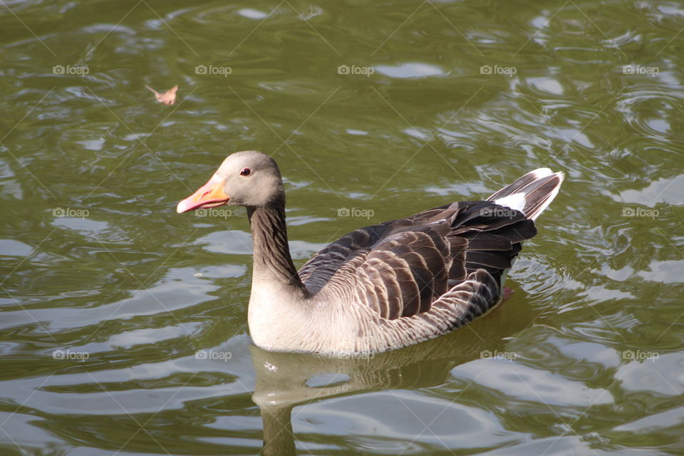 Duck in Germany 
