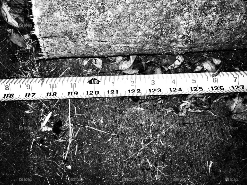 Wood, bark, black, white, gray, measuring tape, measure, 118, 119, 120, 121, 122, 123, 124, 125, inches, centimeters, ground, outside, no person
