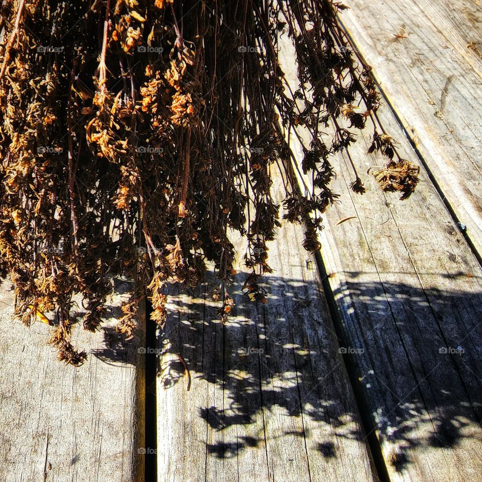 Hanging dried herbs.