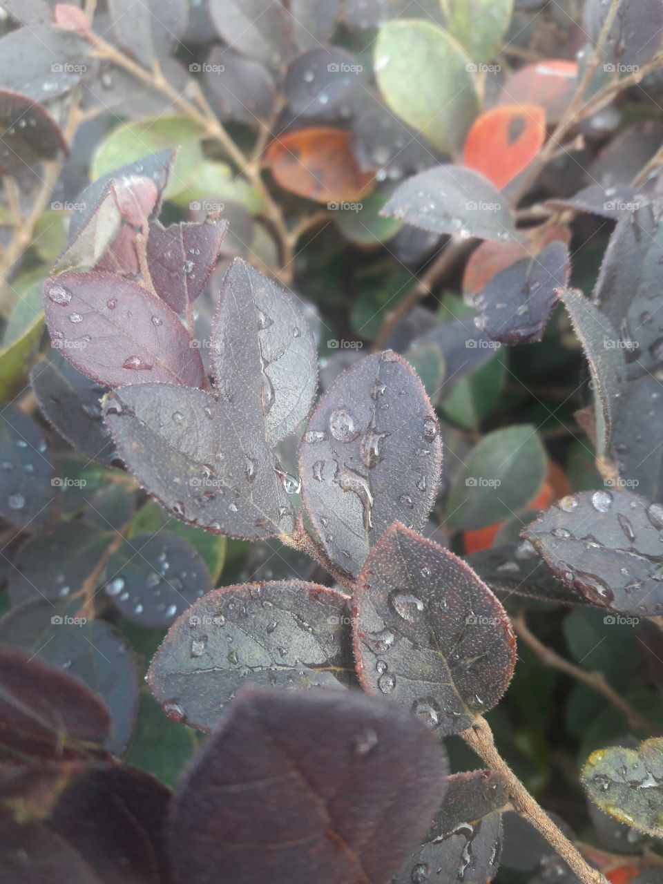 Leaves after some much needed rain.