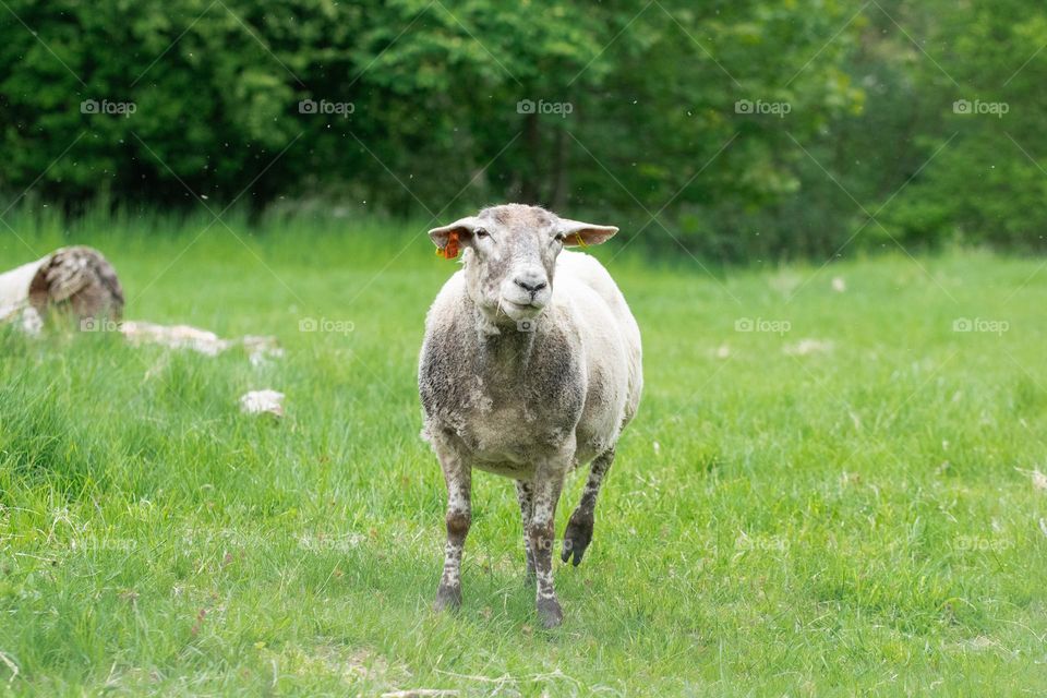 Photo of sheep in field