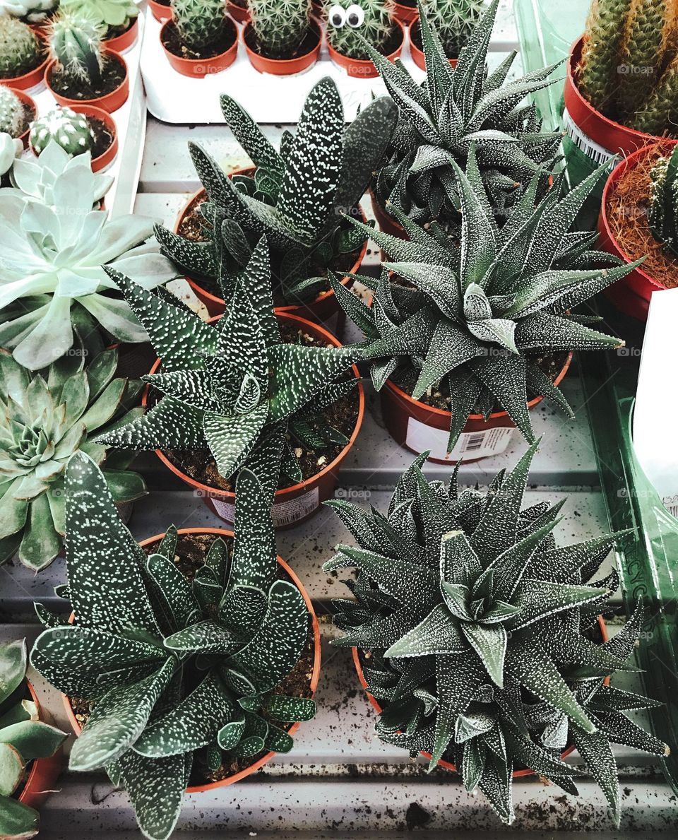 Plants. Succulents