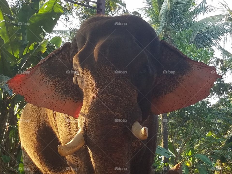 Elephant taken in India