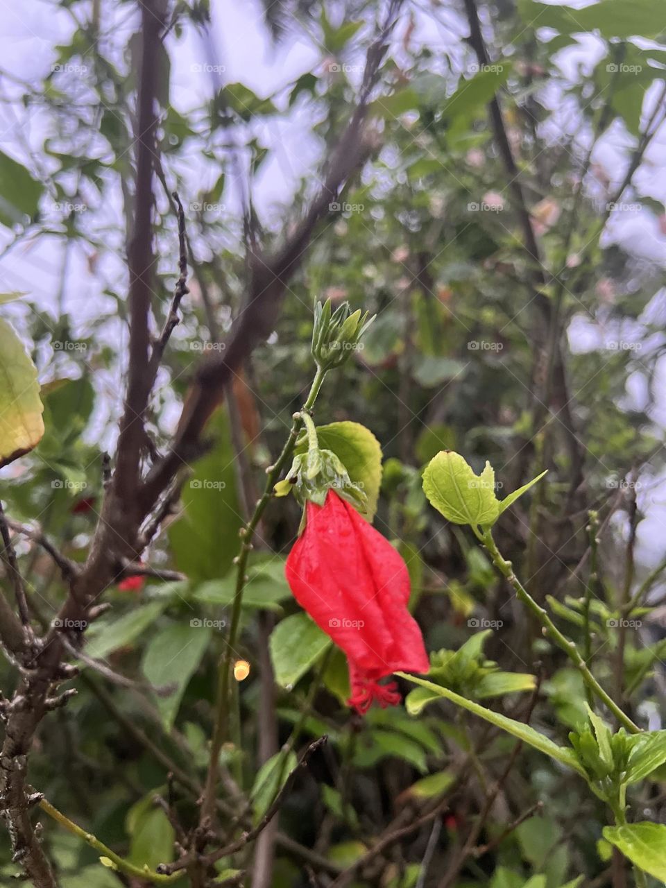 Atlantic Forest Flower
