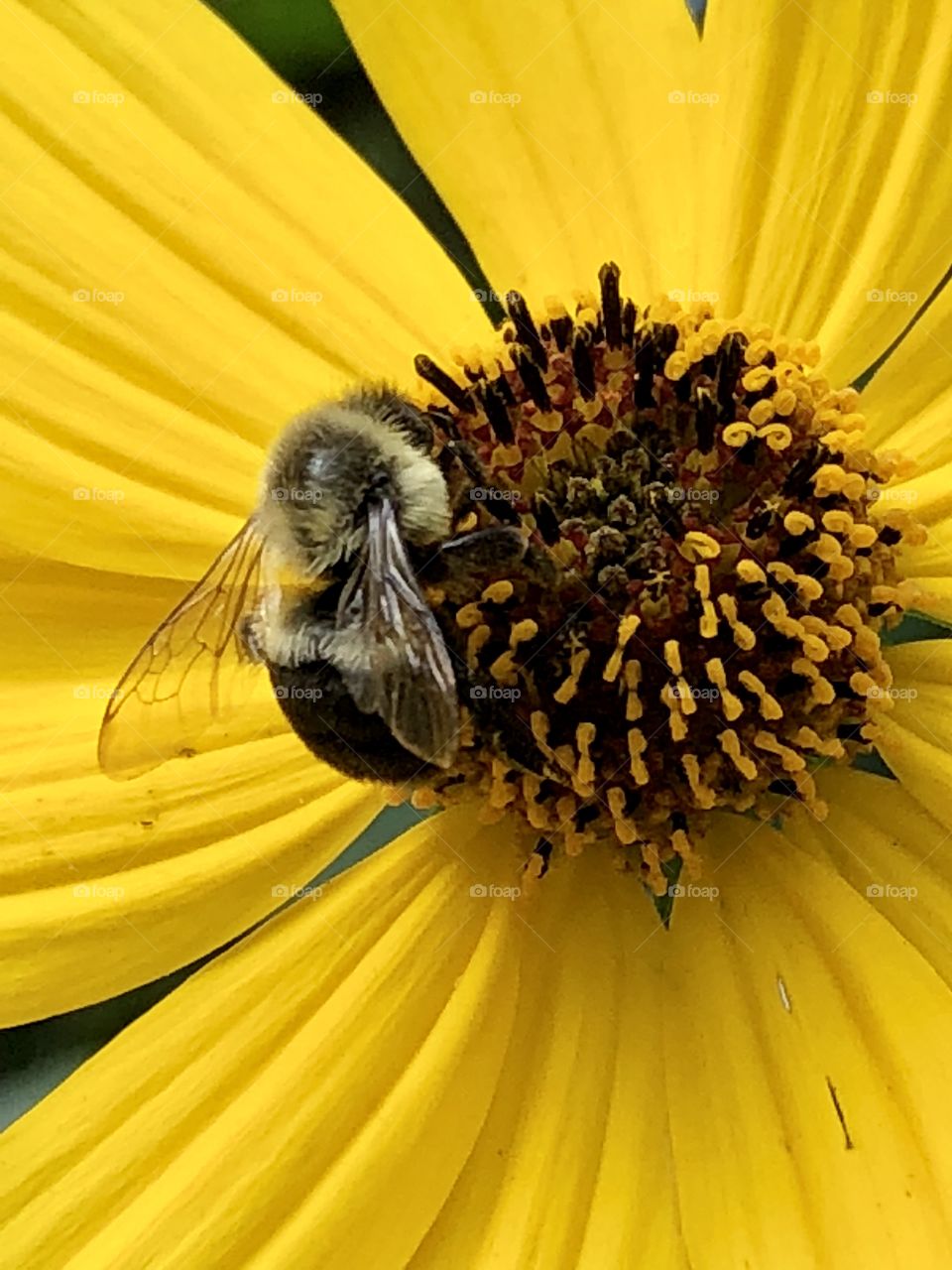 On a bright fall afternoon, busily harvesting nectar as well as pollen- perspectives of the visual.