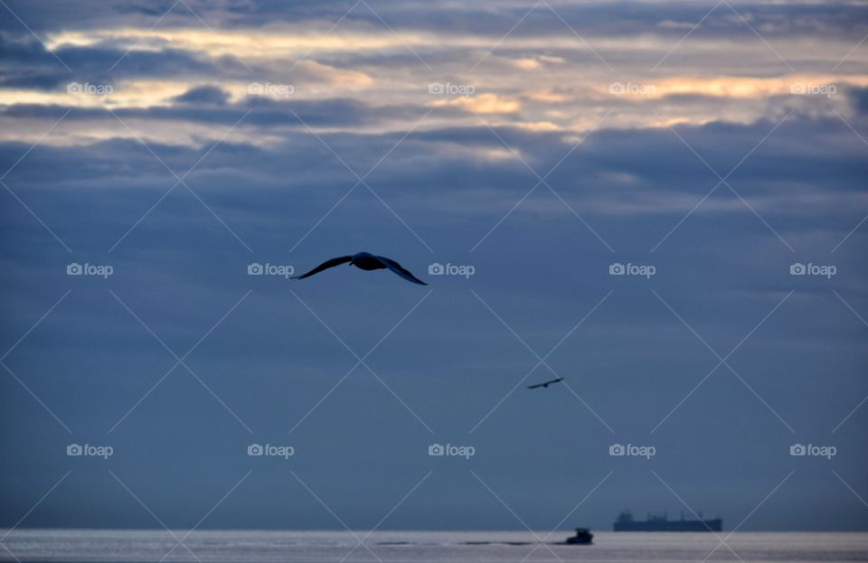 Water, Bird, Sky, No Person, Sunset