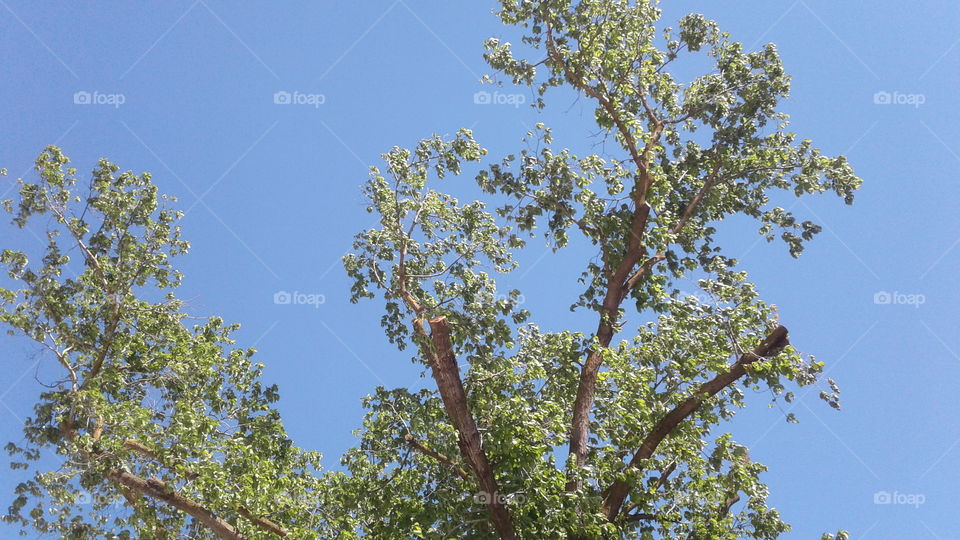 blue skys Los Banos California