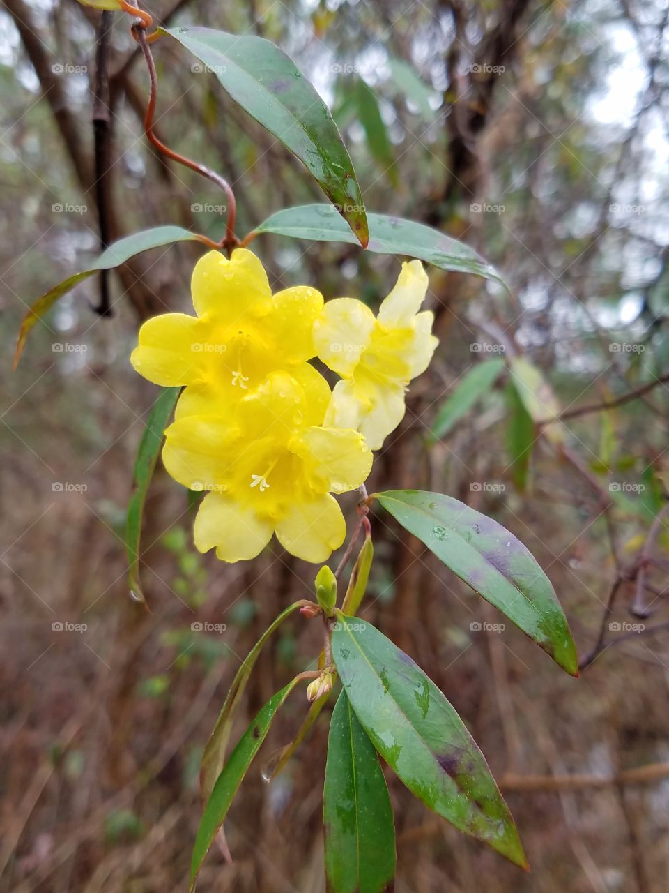 yellow jasmine