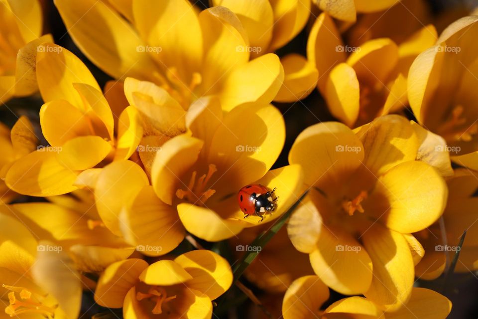Ladybug on the bright yellow crocus flowers