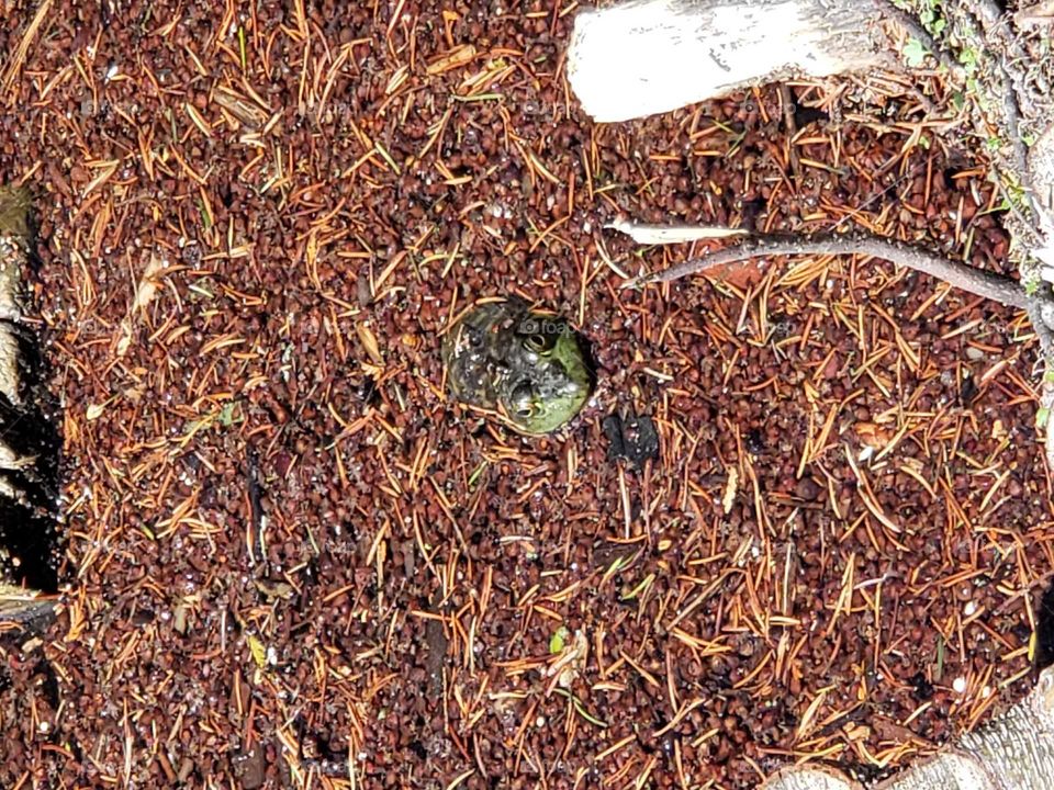 Frog wendeen in to the  Swamp