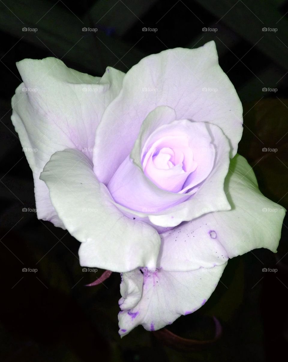 Baby pink color blooming as a rose. Subtle and delicate bloom showing itself as in nature. Baby pink is a beautiful shade. This is a nature photo.