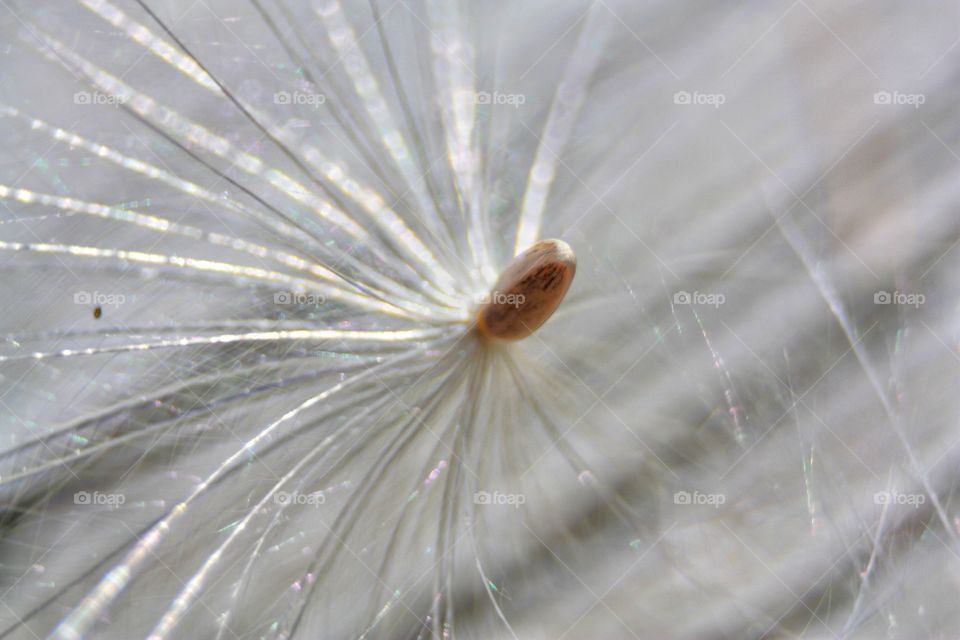 Dandelion seed