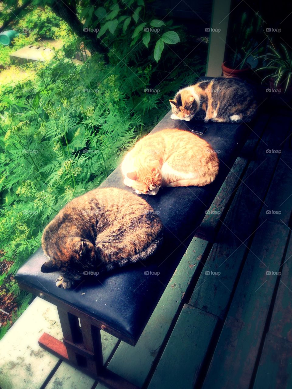 Cats sleeping on bench in the garden