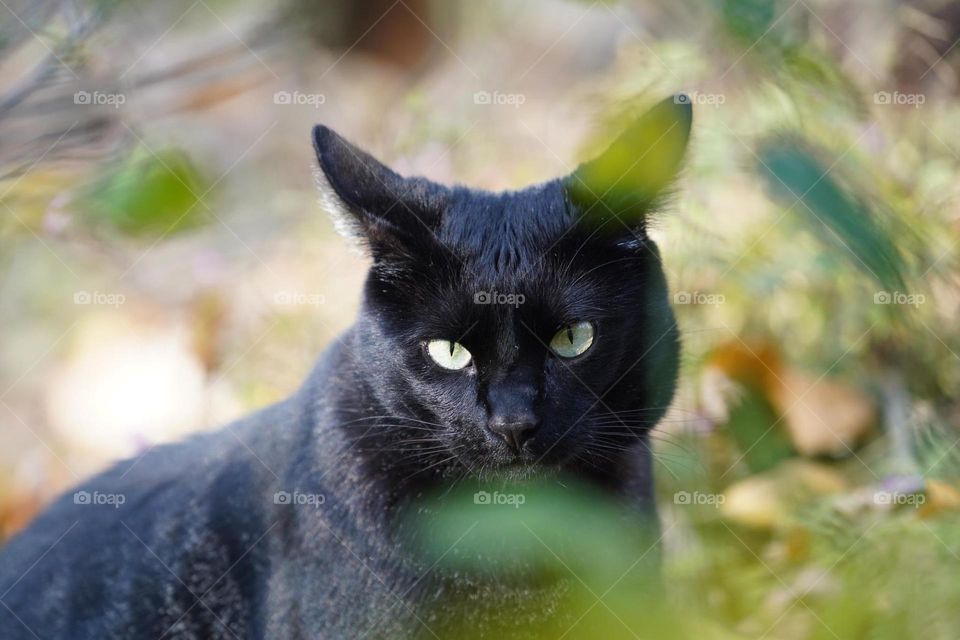 No silent shutter mode 