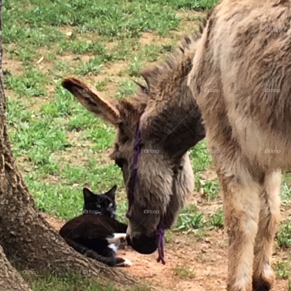 Will you be my friend . My new mini donkey befriending the cat