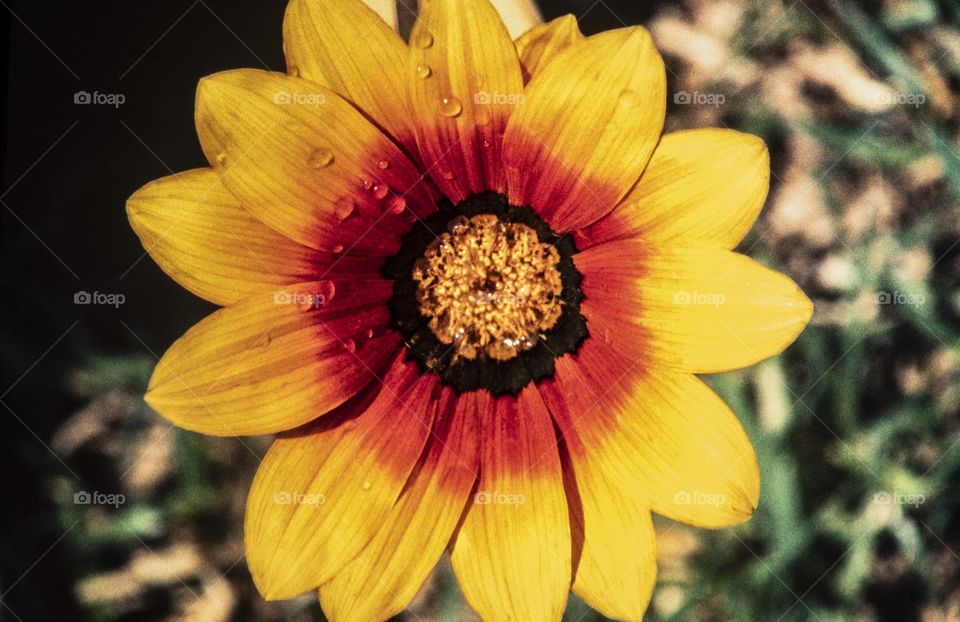Gazania rigens is a species of flowering plant in the Asteraceae family,, native to South Africa