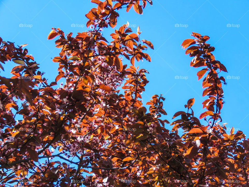 blooming sakura in spring on a sunny day