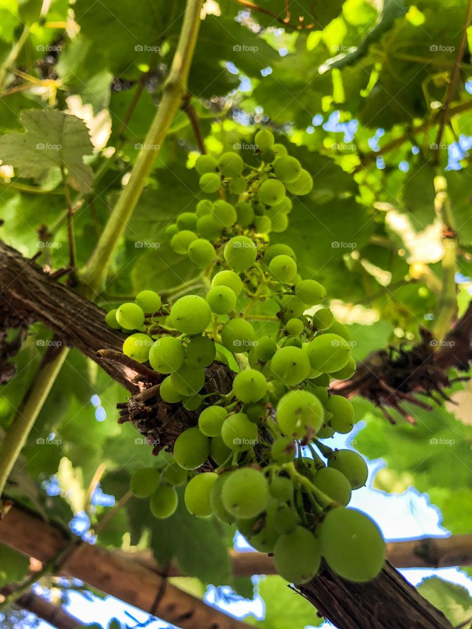 Racimo de uvas desde Cañete, Lima