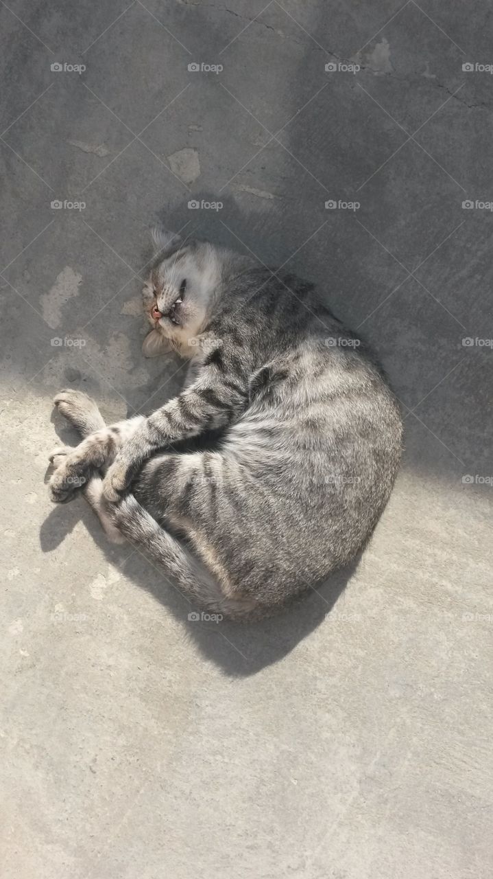 sleeping cat