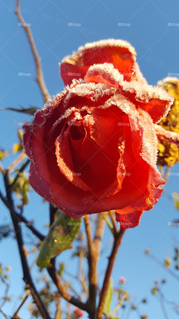 No Person, Flower, Nature, Leaf, Flora