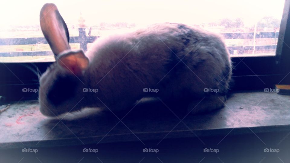 India UP Chandauli Pet Rabbit White and Black