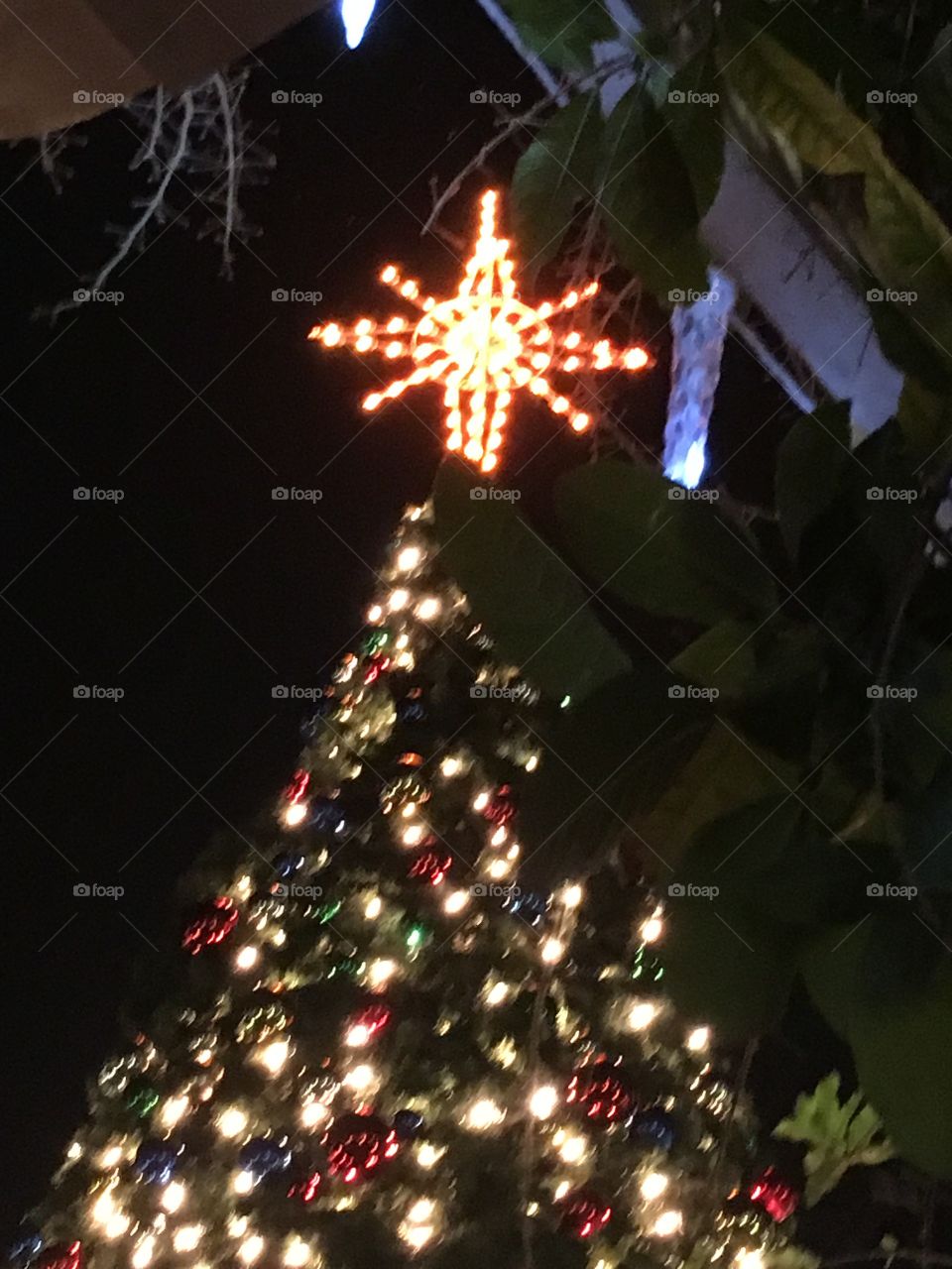 Christmas time in Winter Garden Florida 