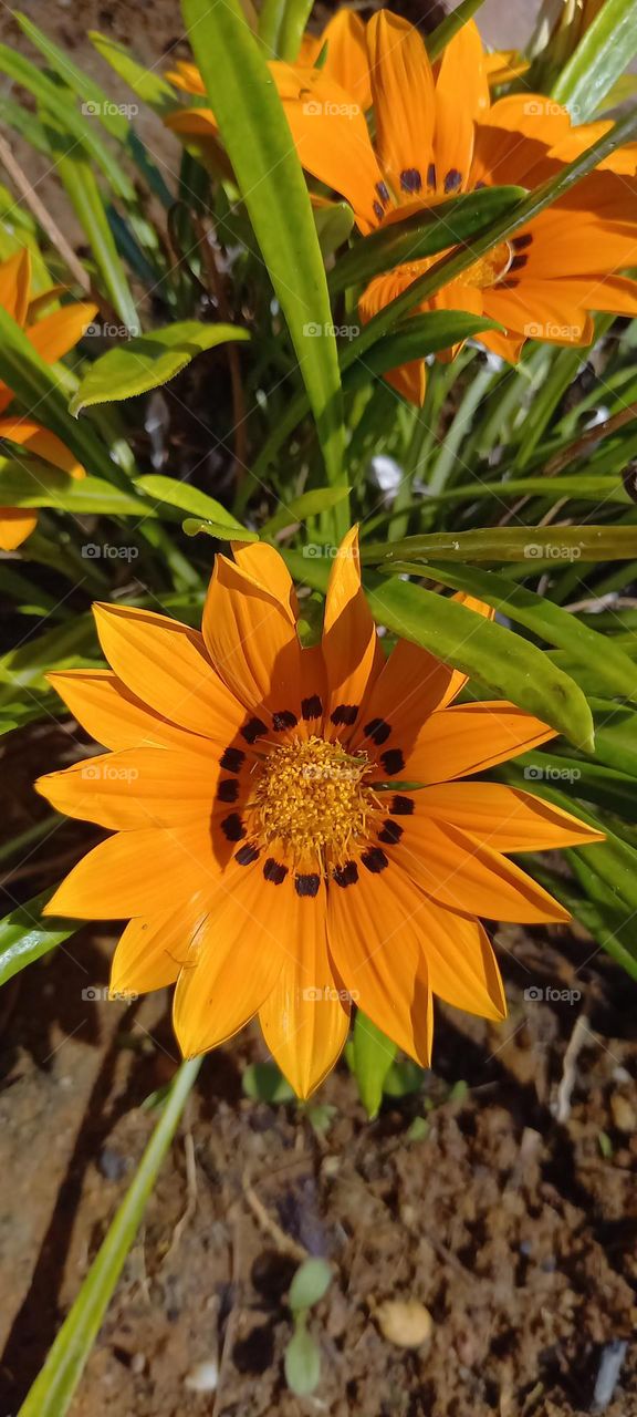 Flor compuesta amarilla