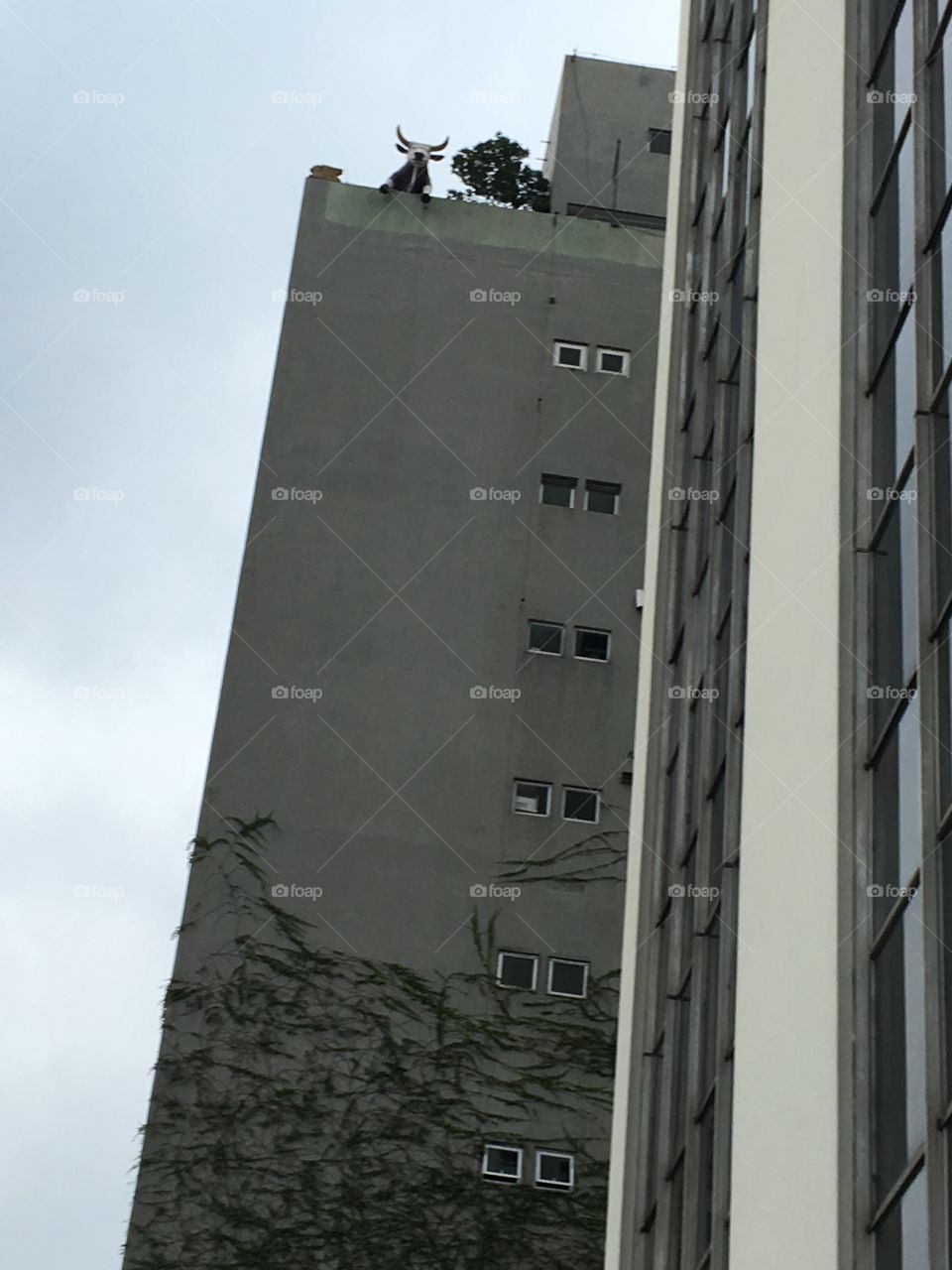 Acha que já viu de tudo nessa vida? Eis que me deparo com uma vaca em cima de um prédio na cidade de São Paulo. 