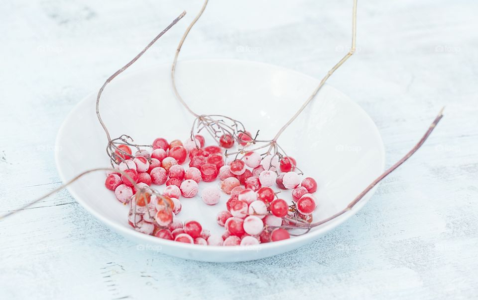 viburnum, winter berry, useful.still life