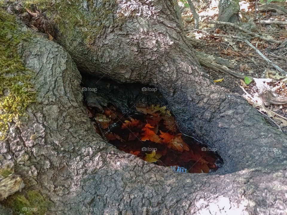 Autumn leaves and Rain water in the hollow of a tree.