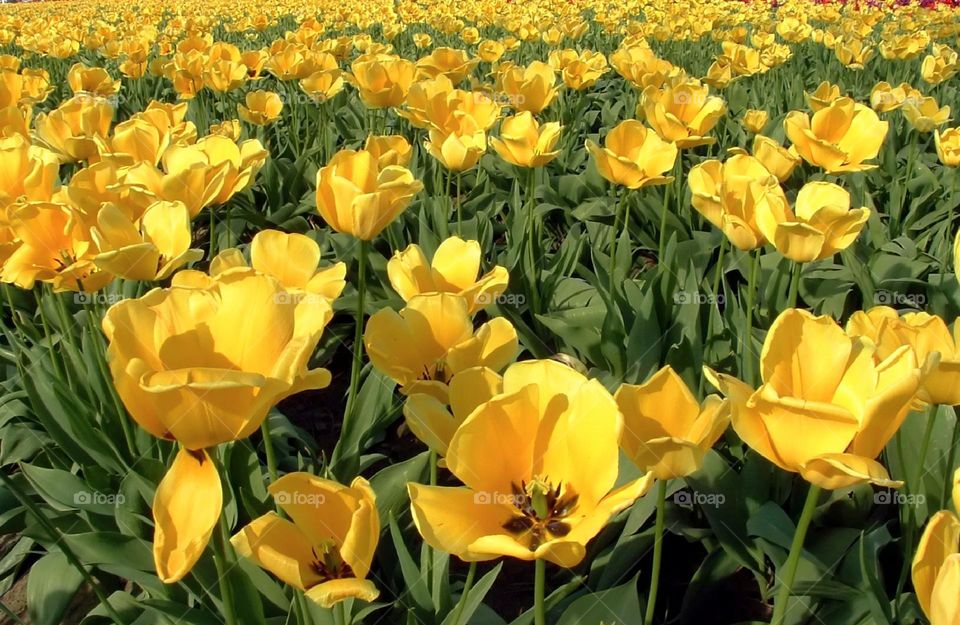 yellow tulips