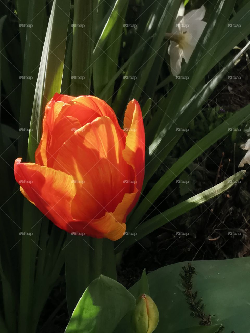 Tulip in the morning light