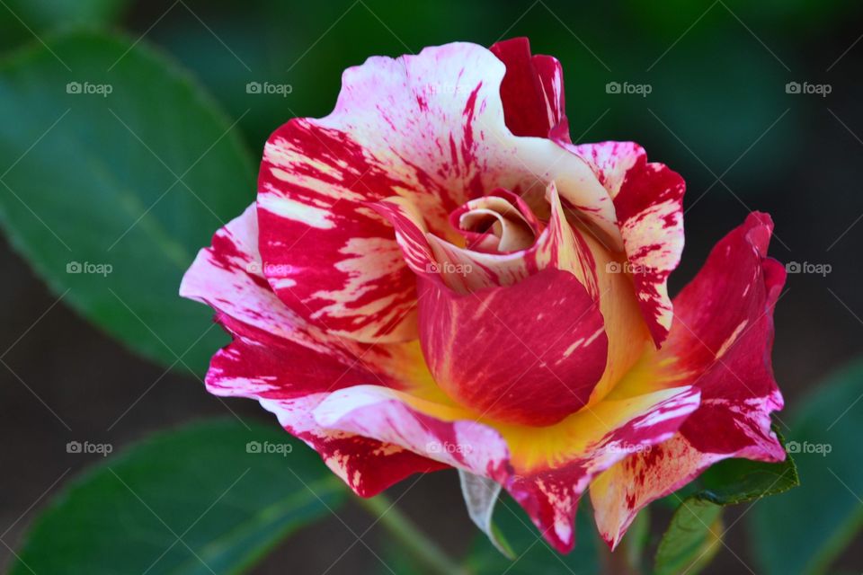 A very pretty tie-dye rose