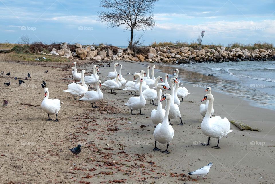 Swans on the beach
