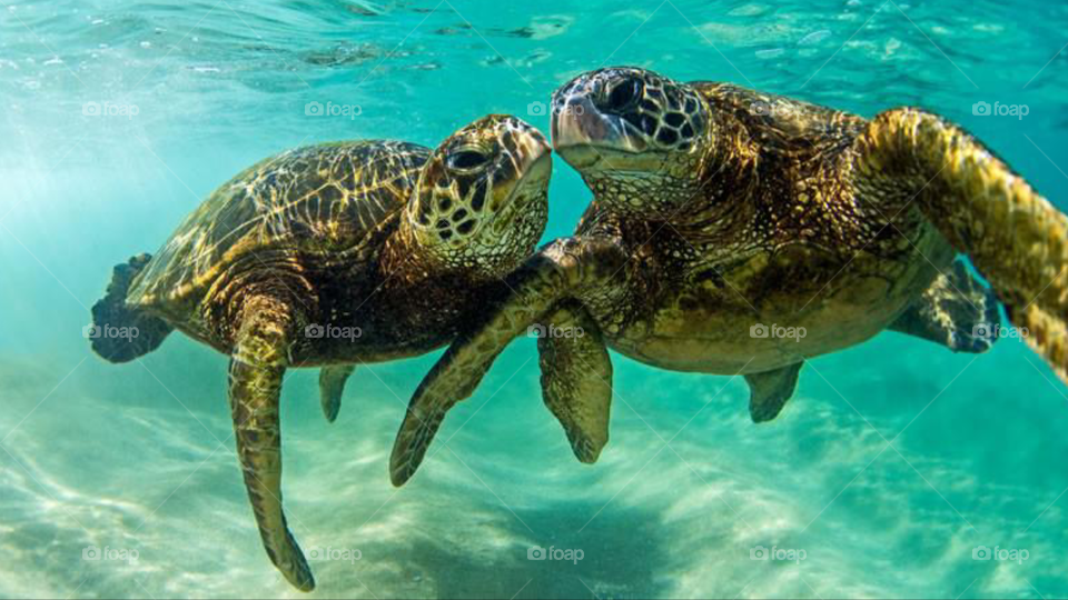 this two sea turtles are so deeply in love 😍