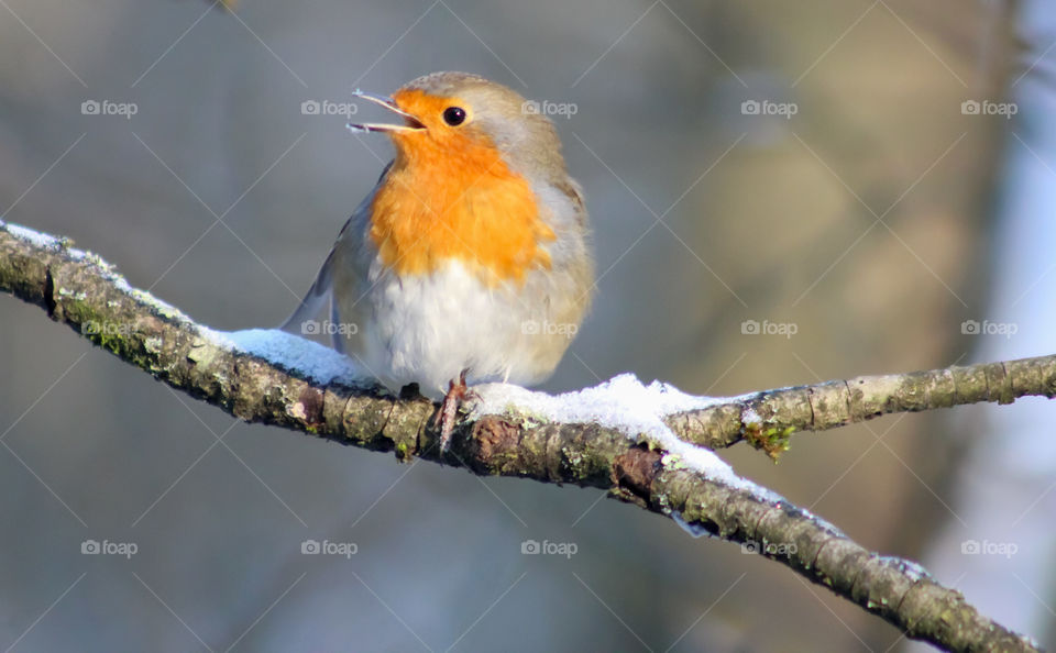 Robin on a winter branch