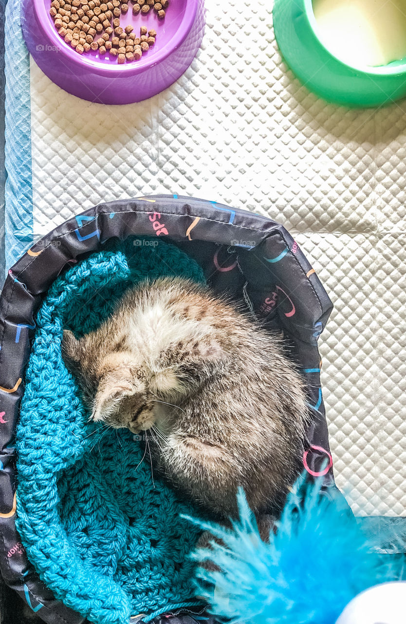 A tiny young kitten that has been taken in off the streets, a downwards view into its crate where it is curled up in a tiny ball in its bed, bowls with milk and food are also present and the crate is lined with an absorbent pad