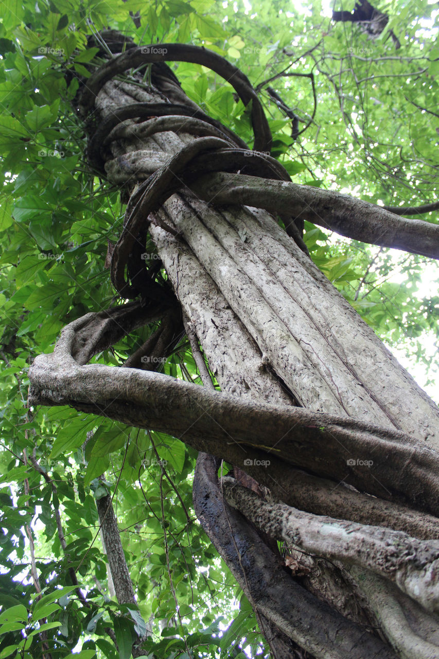 green nature tree leaves by twilite