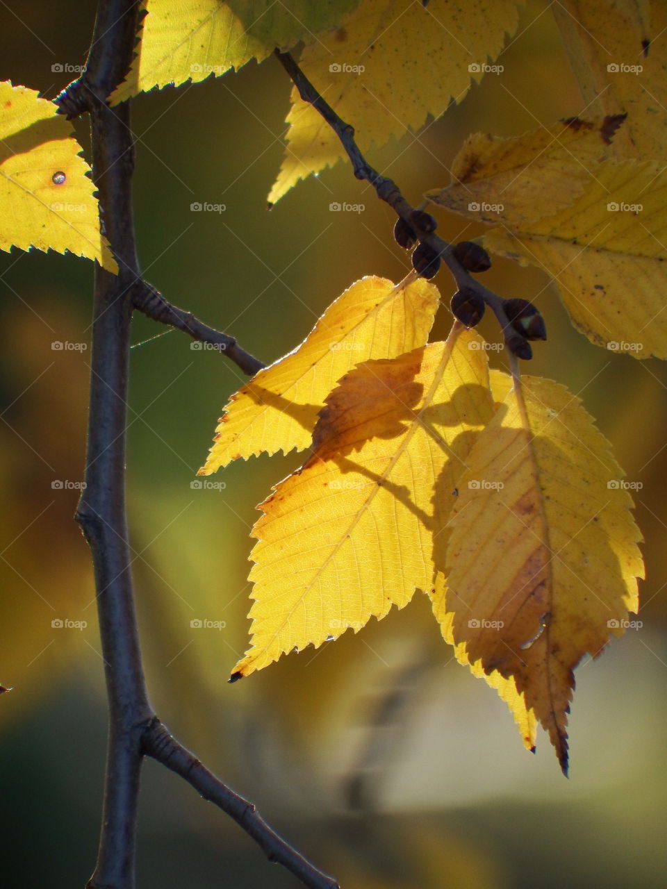 Sunlight through a cluster of beautiful fall yellow leaves. Close up with soft focus background. 