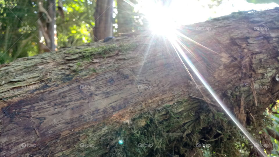 RAIO DE SOL 🌞 NO TRONCO