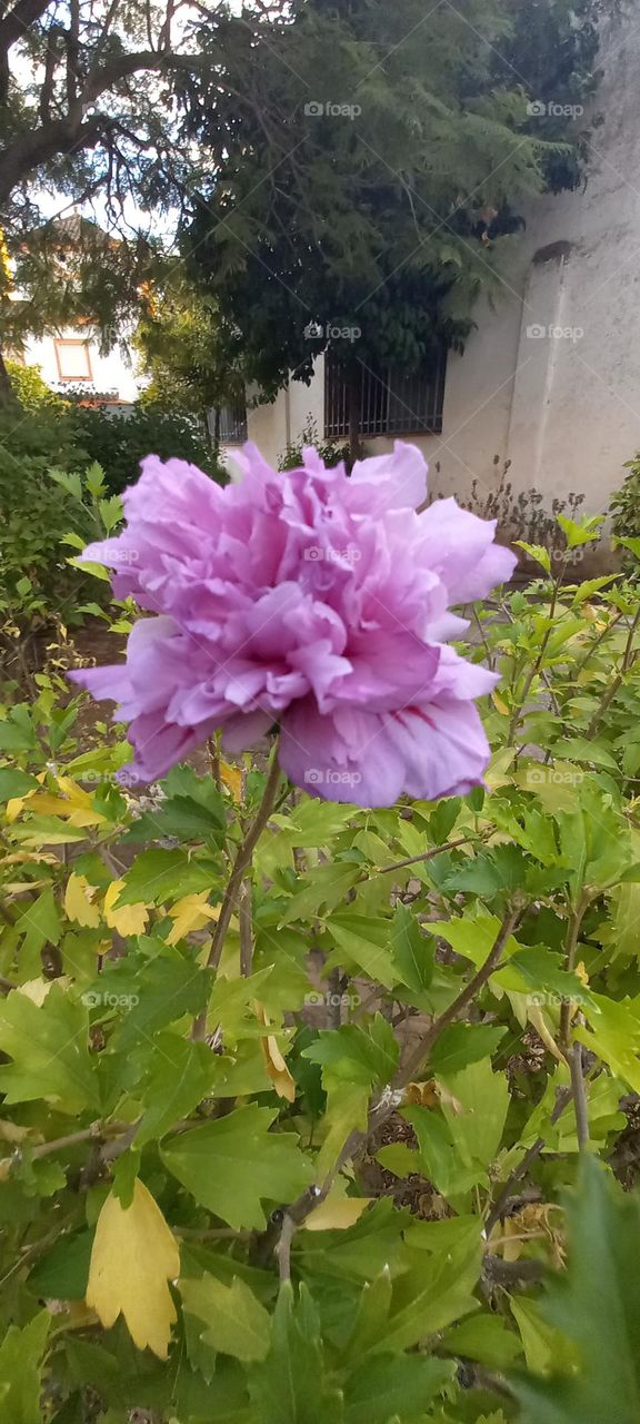 Flor rosa en parque