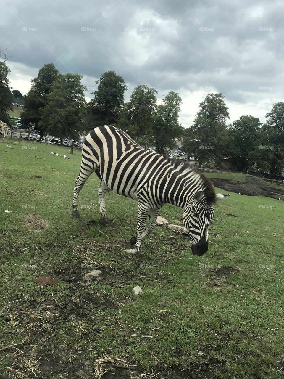 Zebra 🦓