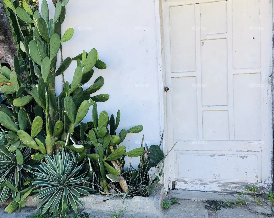 Door